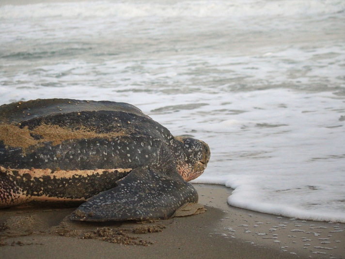 Scientists Turn To GPS To Map Out Hotspots For Leatherback Turtles In The Pacific