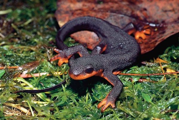 calif red bellied newt