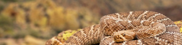 Western Diamondback Rattlesnake Shutterstock 141017170