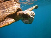 Green Sea Turtle Returns To Ocean After Tumor Removal