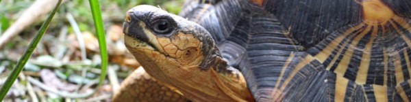 Radiated Tortoise Shutterstock 506357605