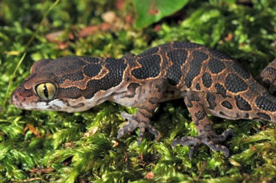 Indian Gecko Long Thought Extinct Rediscovered In The Eastern Ghats Mountains Of India