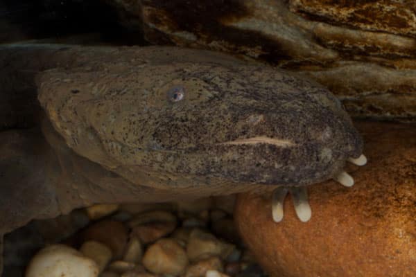 North Carolina Hellbender Salamanders Threatened By Chytrid Fungus