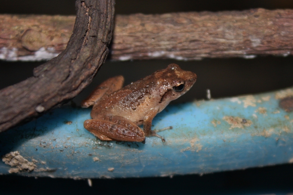 Romer’s Treefrog Rediscovered In Hong Kong