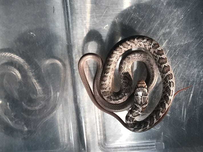 Snake Stowaway Lands In Hawaii Where Snakes Are Illegal