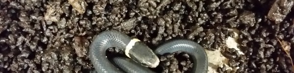 Ringneck Snake