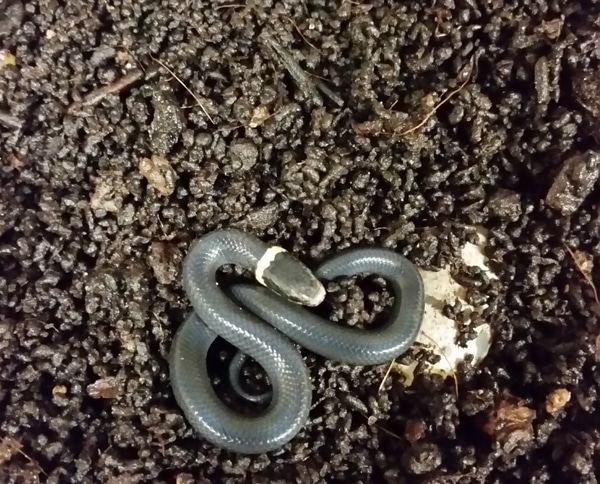 Hatching Ringneck Snakes