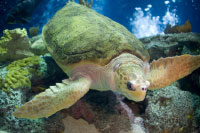 BP And U.S. Coast Guard: Sea Turtle Rescue