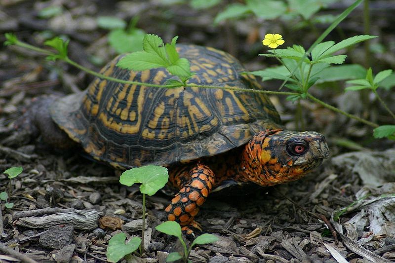 West Virginia May Ban Collection of Box Turtles, Hognose Snakes, Other Reptiles West Virginia May Ban Collection of Box Turtles, Hognose Snakes, Other Reptiles
