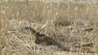 Managed Cattle Grazing In N. California Helps Blunt-nosed Leopard Lizard