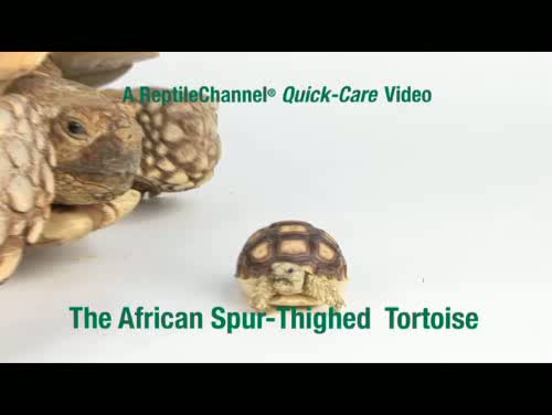 Quick-Care Video-African Spur-Thigh Tortoise