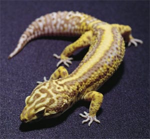 Breeder’s Choice – Leopard Gecko