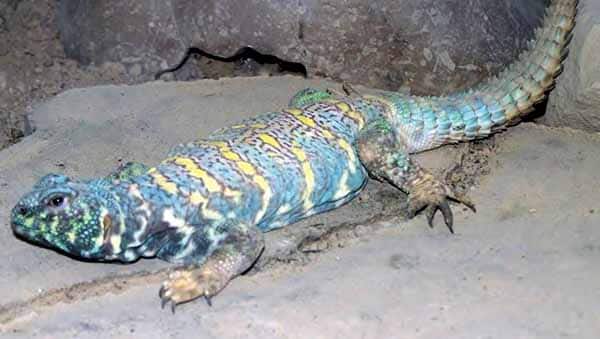 Ornate Uromastyx Care and Breeding Tips