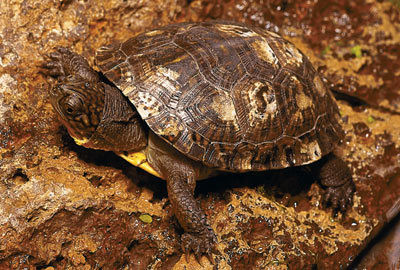 Blanding's turtle