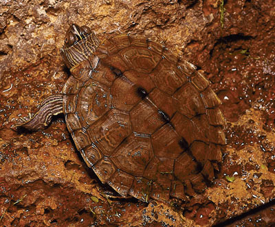 map turtles