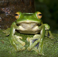 Vietnamese Flying Frog Discovered Less Than 100 Kilometers From Ho Chi Minh City