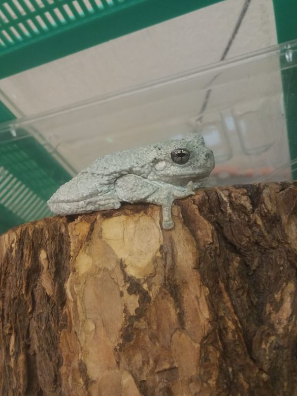 Cope’s Gray Treefrog Hitches Ride To Canada, Gets Returned To Georgia
