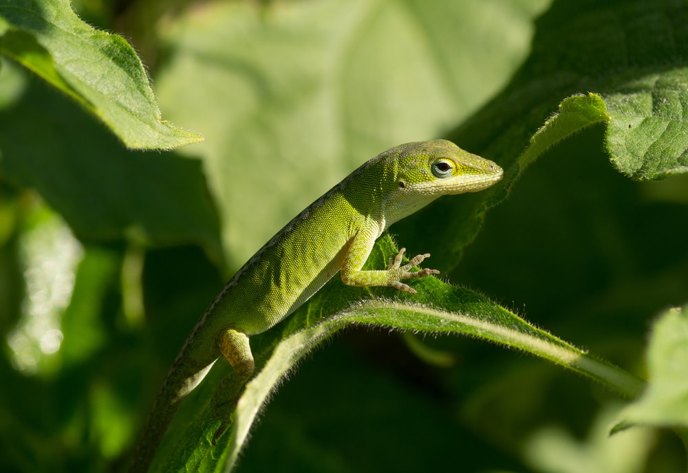 Anole Lizard Care