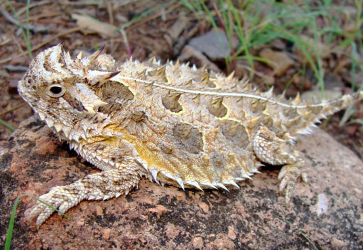 Horned Lizards Released Back Into The Wild In Texas