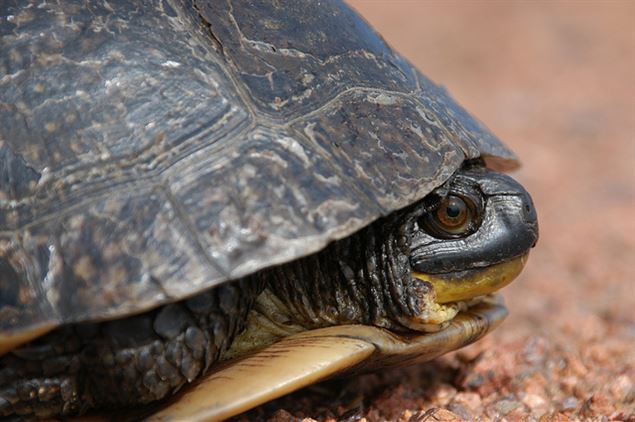 Blanding’s Turtle Gets Some Assistance In Indiana
