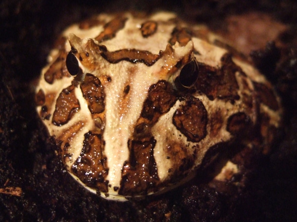 The Argentine "Pac Man" Horned Frog – Natural History And Captive Care