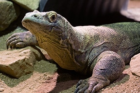 Zoo Atlanta’s Komodo Dragon, Slasher Dies At 20