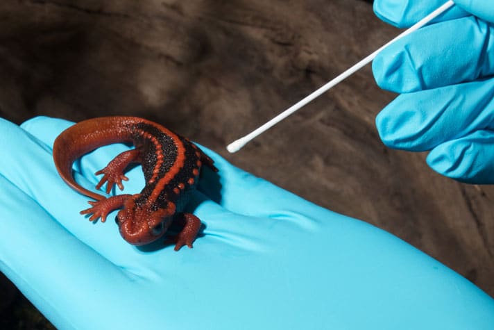 No Evidence Of Batrachochytrium salamandrivorans Detected In U.S. Pet Salamanders