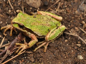 Three Pesticides Found In Remote Populations Of California’s Pacific Chorus Frog