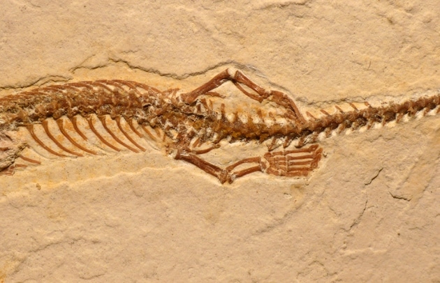 Four-Legged Fossil Snake Stirs The Evolutionary Pot