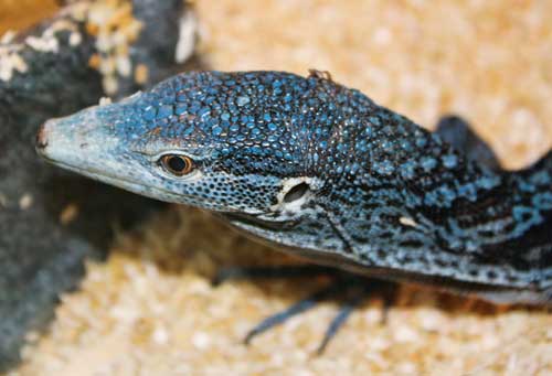 Blue-Spotted Monitor