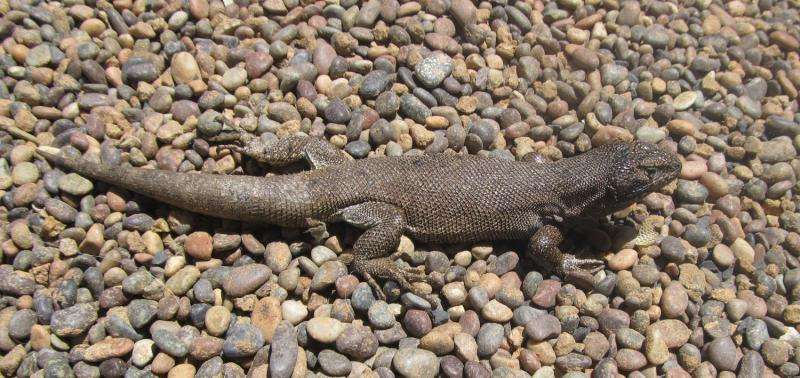 New Iguana Species Discovered in Chile