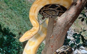 Experts Question Report Stating Burmese Pythons Could Inhabit A Third Of The US
