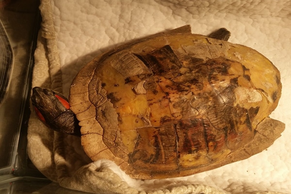 Frozen Red-Eared Slider Brought Back To Life