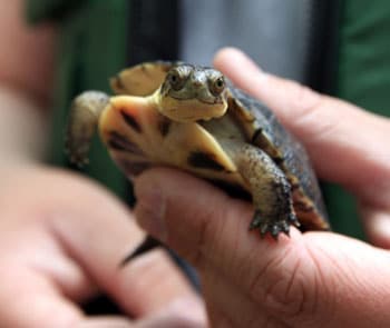Wisconsin’s Blanding’s Turtle A Step Closer To Delisting From State’s Endangered And Threatened List