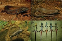 Colorful Lizard Discovered High In The Peruvian Andes