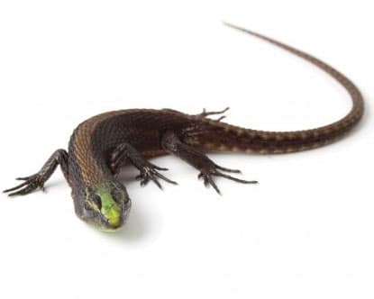 Insanely Colorful Lizard Species Discovered In Ecuador