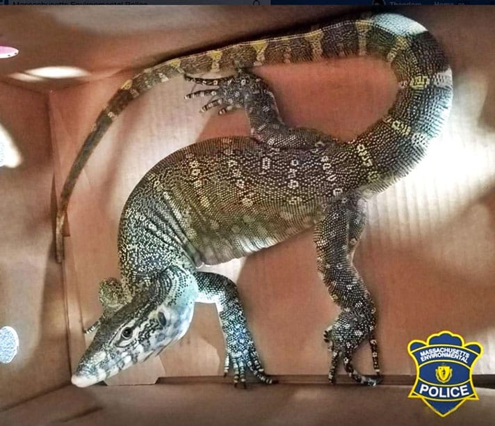 Man Apprehended Trying To Sell Nile Monitor Via Facebook