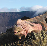 Galapagos Pink Iguana