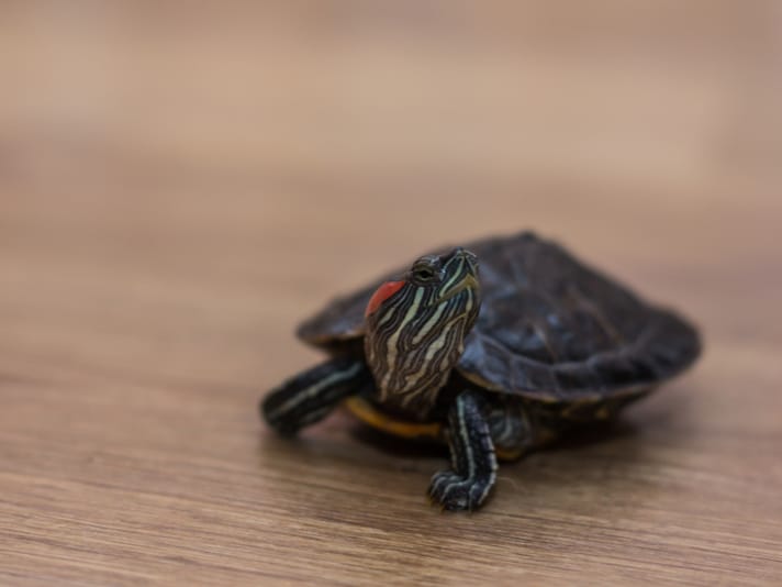 Pet Turtle Survives Devastating Apartment Fire In Texas