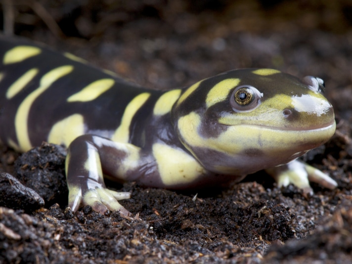 Tiger Salamander Crossing Tunnels In Northern California Are Working