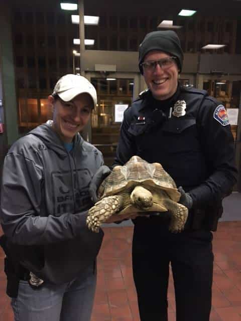 Stolen Tortoise Recovered by Albuquerque Police Officers