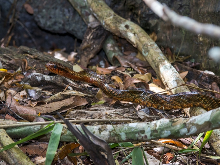 Yellow-Bellied Puffing Snake Venom Adapts To Prey