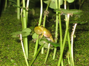 North Carolina’s Southern Cricket Frog Populations Declining