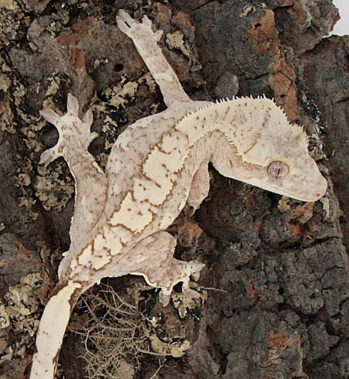 High-End Crested Gecko