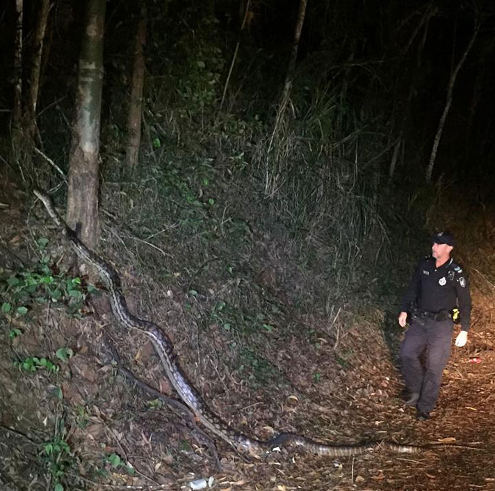 Giant Scrub Python Takes Its Time Crossing The Road