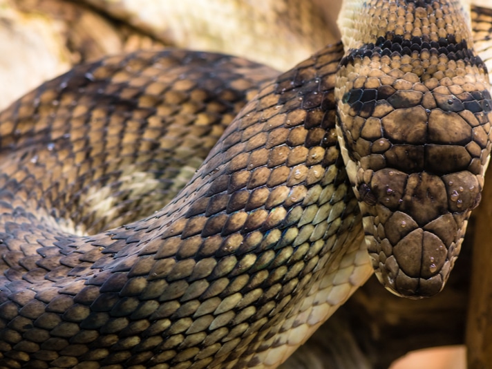 Aussie Vet Saves Scrub Python Whose Face Got Damaged