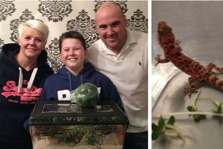 A Year Later, English Boy Enjoys His Mediterranean House Gecko Stowaway