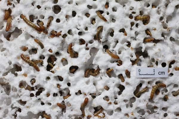 Mealworms Can Eat Styrofoam With No Apparent Ill Effects