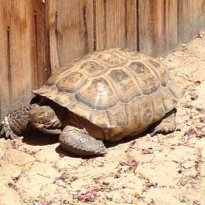 Desert Tortoise In Midst Of Custody Dispute Gets Lost