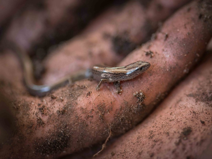 Three-toed Skink Gives Birth To Live Young And Lays Eggs